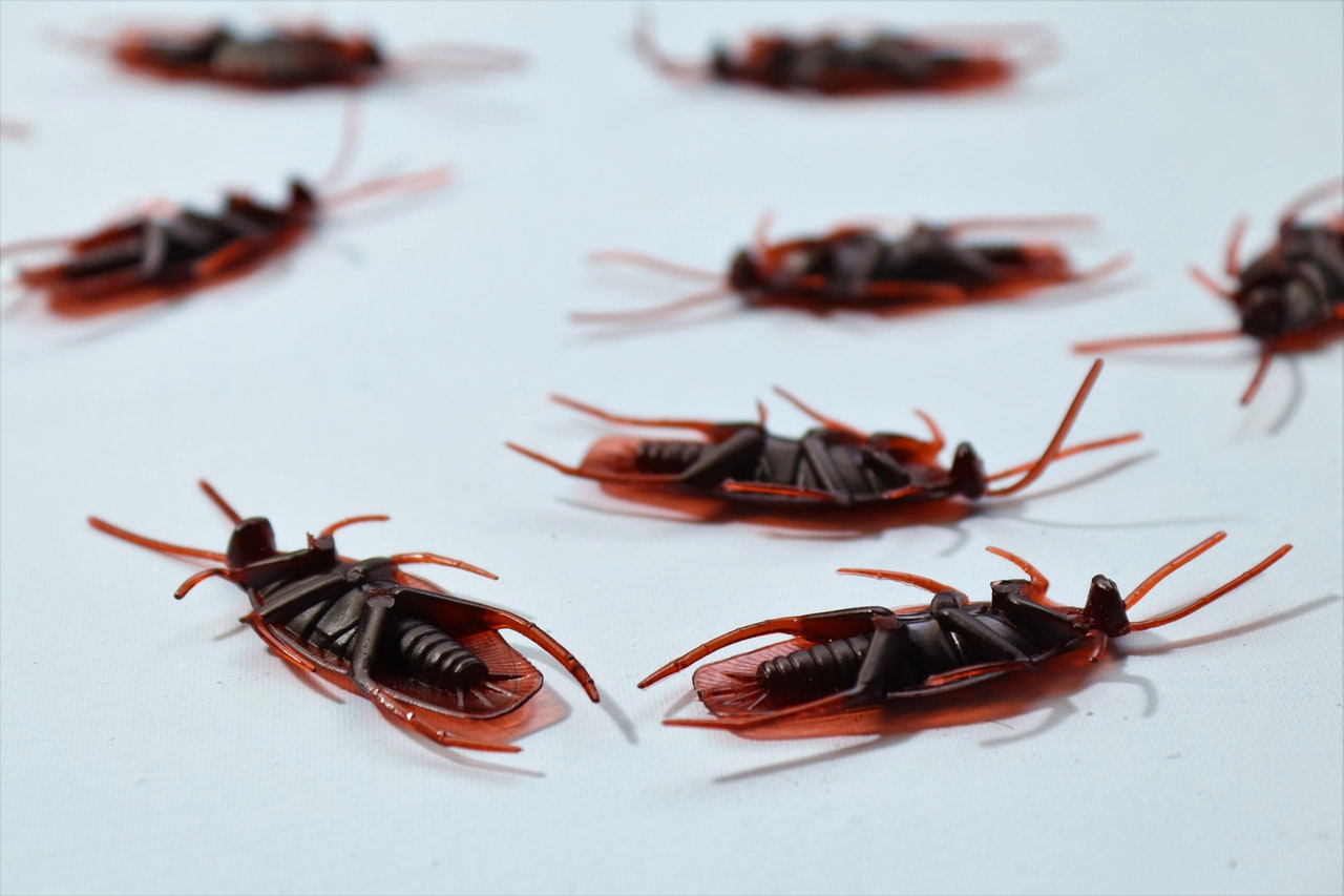 Alabama Preferred Pest Control, Cockroaches